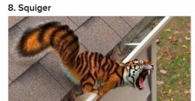 Animal Mash-Ups That&rsquo;ll Make You Question The World As You Know It