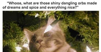Cats Who Think They&rsquo;re Ornaments