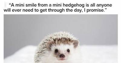 Enthusiastic Hedgehogs To Get You Through The Workday Struggle