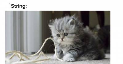 12 Words That Have A Totally Different Meaning If You&rsquo;re A Cat