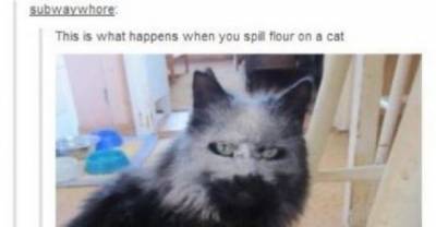 Times Tumblr Told The Truth About Cats