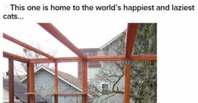 Cats With Better Apartments Than Yours