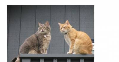15 Cats Who Disapprove Of Your D.I.Y. Ways