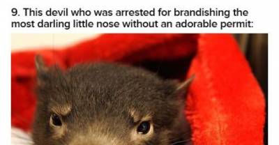 11 Tasmanian Devils Who Should Be Thrown In Cute Jail Immediately
