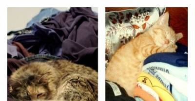 Cats Who Love Getting in the Way of Your Laundry Chores