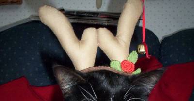 Cats Who Do Not Care About Christmas