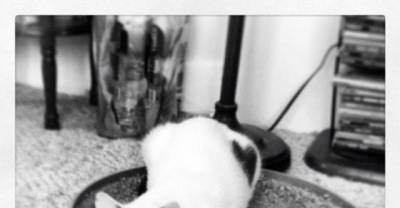 Cats Who Wear Their Hearts on Their Fur