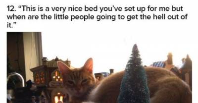 17 Cats Who Do Not Care About Christmas