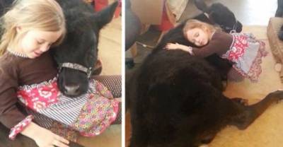 This 5-Year-Old Girl Sneaked A Baby Cow Into Her Home To Cuddle With It