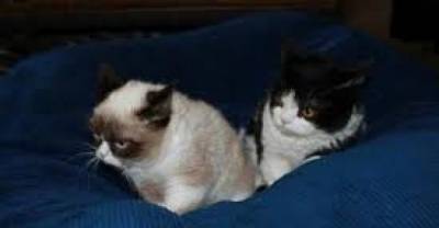 Tardar & Pokey are The Ultimate Grumpy Cats