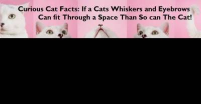 Cute & Interesting Cat Facts & Trivia