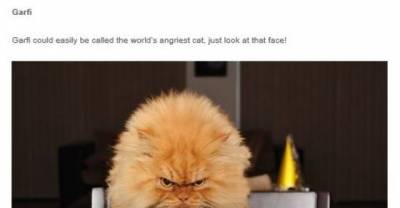 16 Of The Most Famous Cats On The Internet