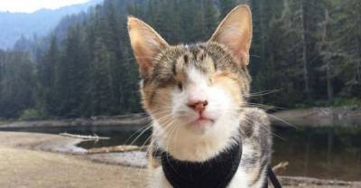 Meet Honey Bee, The Rescued Blind Cat Who Loves Hiking