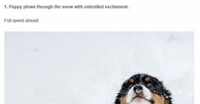 Cute Animals Playing In Snow For The First Time