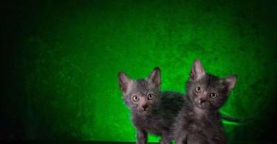 New &ldquo;Werewolf Cat&rdquo; Highlights The Complicated Ethics of Breeding