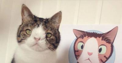 Meet Monty: The Adorable Cat With An Unusual Face