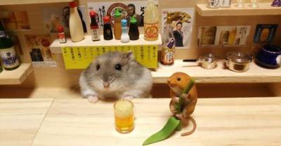 Little Hamster Bartenders Serving Tiny Food And Drinks