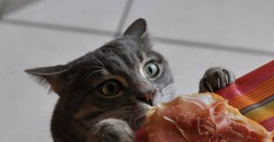 15 Cat-Thieves That Were Caught Red-Pawed