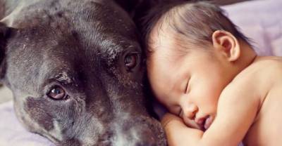 Big Dogs Caring For Little Kids