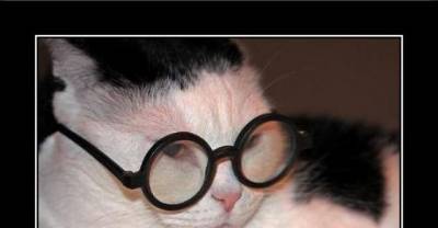 What's Your Patronus Harry Catter?