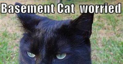 No One Can Resist A Sharp Dressed Man...errrr...Cat