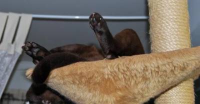 Only Cats Could Be Comfortable In These Odd Positions