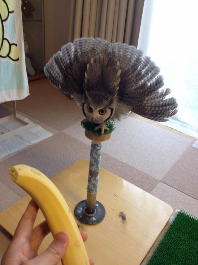 Owl doesn't like scale