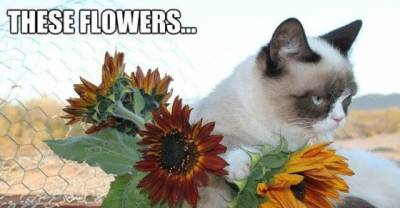 Peace, Love & Catnip - Hippie Dippie Cats