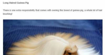 "Don't hate us because we're beautiful" - Animals With Majestic Hair