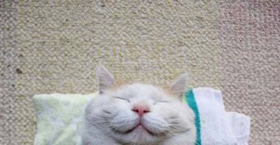 Shironeko &ndash; the most famous sleepy cat in the world