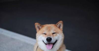 Meet Maru, The Smiliest Dog In Japan