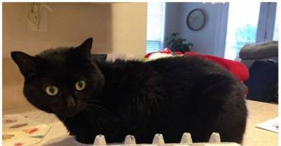 If It Fits, I Sits: These Cats Prove That No Space Is Too Tight