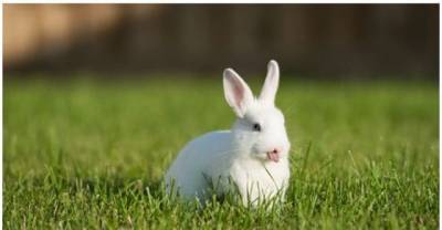 Adorable Bunnies Sticking Their Tongues Out
