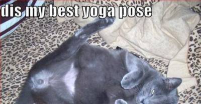 Yoga Cat - still searching for inner peace