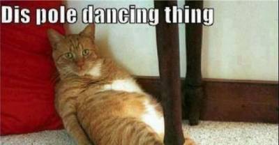 When good kitties go bad....