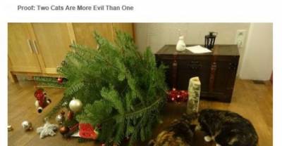 Dogs and Cats That Destroyed Christmas