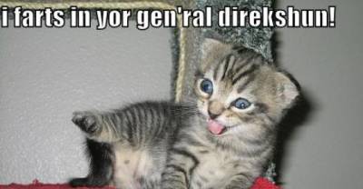 Monty Python and the Cats of Nii