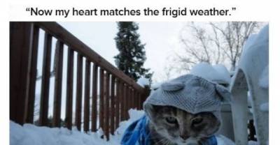 Cats Who Just Found Out The Truth About Santa Claus
