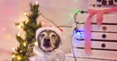 15 Dogs Who Partied Too Hard During The Holidays