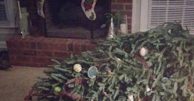 These 14 Dogs And Cats Just Ruined Christmas...But They Looked Adorable Doing It