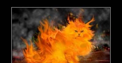 These Cats Have Electrifying Purrsonalities
