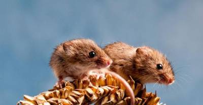 Animal Twins That Are Tough To Tell Apart
