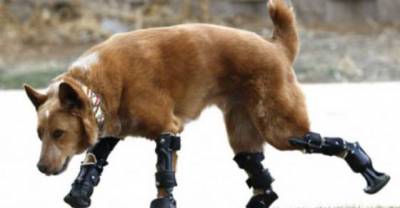 18 Animals Whose Lives Were Changed Thanks To Prosthetics