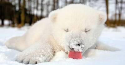 18 Cute Animals Who Can't Contain Their Excitement About The First Snowfall