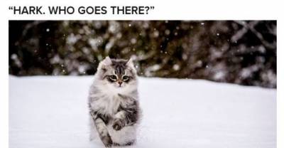 Let These Majestic Cats Heroically Lead You Into 2015