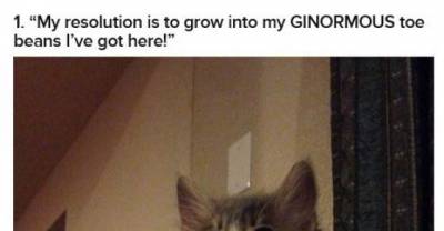 17 Cats With Very Important New Year&rsquo;s Resolutions
