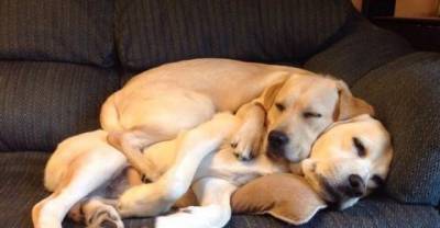 15 Animal Pictures That Will Give You Faith In The World For 2015