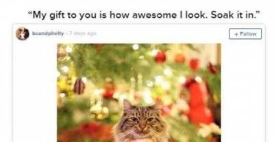 Cats Who Are Nailing Their Sweater Game