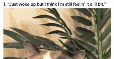 Cats Who Partied A Little Too Hard