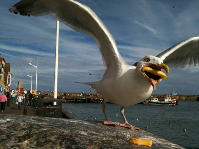 Seagull trying to eat a french fry.